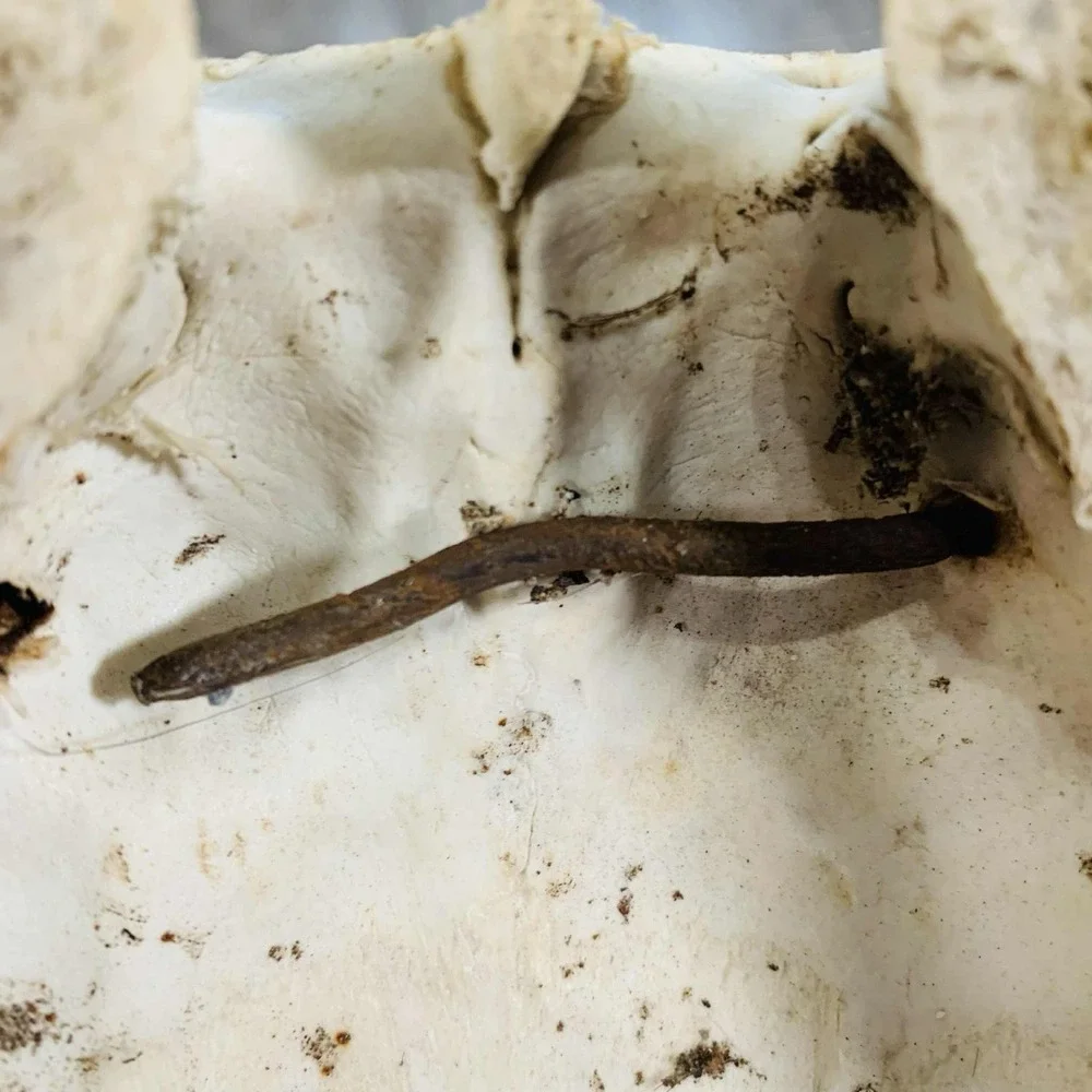 Naturally Shed Wild Moose Antler (Horn, Knife, Carving, Chew, Taxidermy) Full - Picture 5 of 15